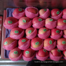 Calidad estándar exportada de la manzana roja fresca de Qinguan